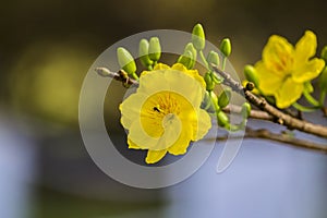 Royalty high quality free stock image of Ochna flower. Ochna is symbol of Vietnamese traditional lunar New Year together with peac