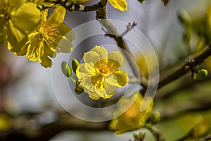 Royalty high quality free stock image of Ochna flower. Ochna is symbol of Vietnamese traditional lunar New Year together with peac