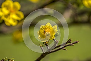 Royalty high quality free stock image of Ochna flower. Ochna is symbol of Vietnamese traditional lunar New Year together with peac