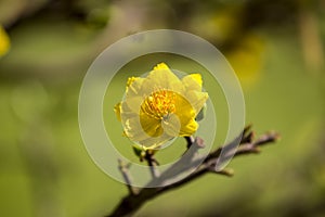 Royalty high quality free stock image of Ochna flower. Ochna is symbol of Vietnamese traditional lunar New Year together with peac