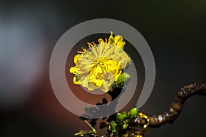 Royalty high quality free stock image of Ochna flower. Ochna is symbol of Vietnamese traditional lunar New Year together with peac