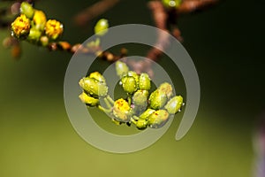 Royalty high quality free stock image of Ochna flower. Ochna is symbol of Vietnamese traditional lunar New Year together with peac