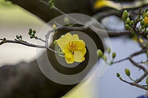 Royalty high quality free stock image of Ochna flower. Ochna is symbol of Vietnamese traditional lunar New Year together with peac