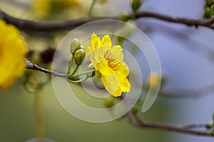 Royalty high quality free stock image of Ochna flower. Ochna is symbol of Vietnamese traditional lunar New Year together with peac