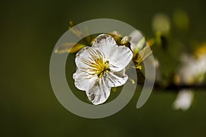 Royalty high quality free stock image of Ochna Integerima White Flower. Ochna is symbol of Vietnamese traditional lunar New Year t
