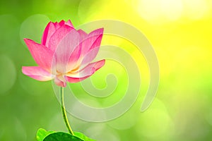 Royalty high quality free stock image of a pink lotus flower.