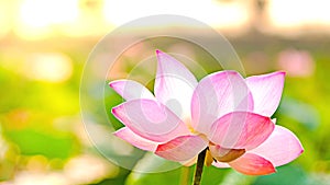 Royalty high quality free stock image of a pink lotus flower. The background is the lotus leaf and pink lotus flower and lotus