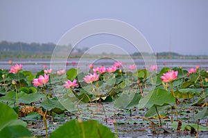 Royalty high quality free stock image of pink lotus flower. The background is the lotus leaf and pink lotus flower and lotus bud