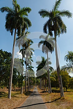 Roystonea at Botanical Garden of Cienfuegos, Cuba