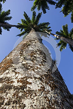 Roystonea Oleracea - Real Palm - Plants