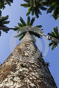 Roystonea Oleracea - Real Palm - Plants