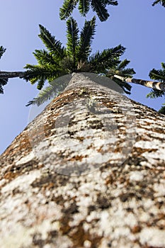 Roystonea Oleracea - Real Palm - Plants