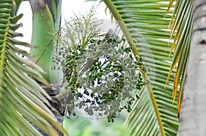 Roystonea regia ,Cuban royal palm or ARECACEAE or palm