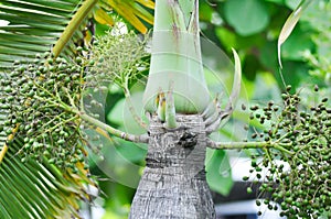 Roystonea regia ,Cuban royal palm or ARECACEAE or palm