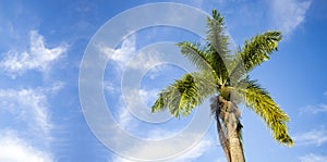 Roystonea regia - Royal palm on a background of the blue sky with clouds