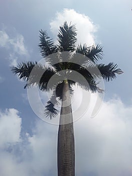 ROYSTONEA REGIA TREE ROYAL PALEM TREE BETWEEN WHITE CLOUDS AND BLUE SKY