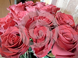 Roze, flowers,, beautiful photo
