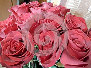 Roze, flowers,, beautiful