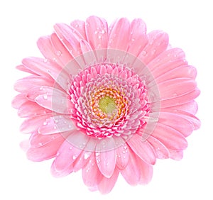 Roze gerbera