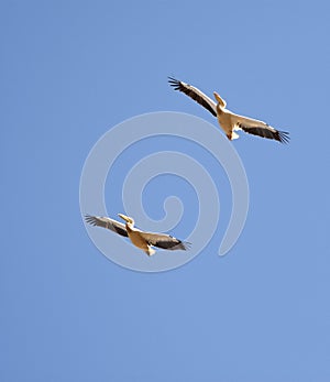 Roze Pelikaan, Great White Pelican