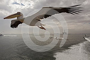 Roze Pelikaan, Great White Pelican, Pelecanus onocrotalus photo