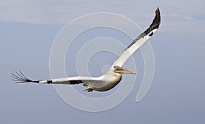 Roze Pelikaan, Great White Pelican, Pelecanus onocrotalus photo