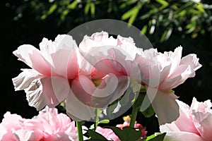 Roze pioenroos / paeonia / pink peony photo