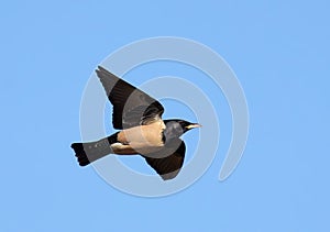 Roze Spreeuw, Rosy Starling, Sturnus roseus