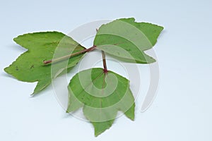 Rozelle leaves isolated on white background