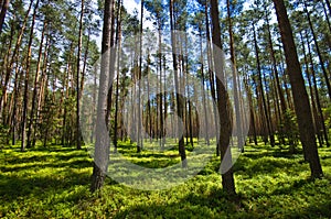 Roztocze Poland, woods and forests wide angle