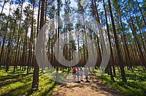 Roztocze Poland, woods and forests wide angle