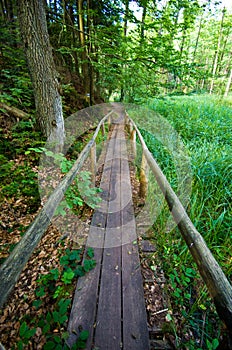 Roztocze Poland, woods and forests wide angle