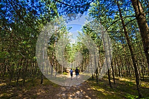 Roztocze Poland, woods and forests wide angle