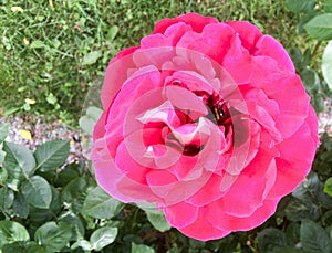Rozy rose