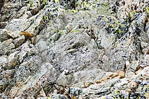 Rpcky mountain top details in slovakian Tatra