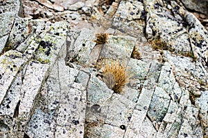 Rpcky mountain top details in slovakian Tatra