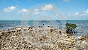 Rpcky sea shore with pelicans, seagulls and other birds photo