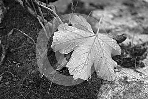Rraindrops on a fallen leaf monochrome scene
