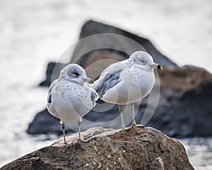 Rring-billed gulls