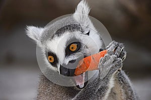 RRing-tailed lemur is eating a carrot