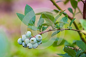 Rripening blueberry berries growing on bush. Blueberries Vaccinium uliginosum. Bunches of green ripening berries on the branches