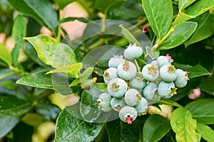 Rripening blueberry berries growing on bush. Blueberries Vaccinium uliginosum. Bunches of green ripening berries on the branches