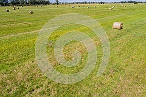 Rround bales in a field