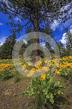 Arrowleaf Balsamroot (Balsamorhiza sagittata) and Pine Trees photo