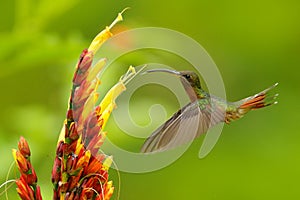 Rrufous-breasted hairy hermit, Glaucis hirsutus, hummingbird from Trinidad and Tobago. Green bird flying next to beautiful red fl