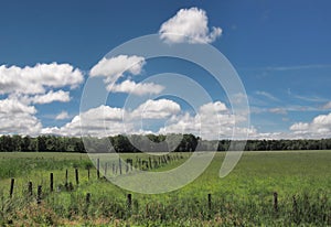 Rrural pasture on a summer day