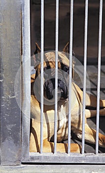 RSPCA FOR DOG, BOXER IN A CAGE WAITING A NEW MASTER