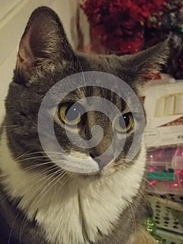 Rsting Contemplating Cat  face