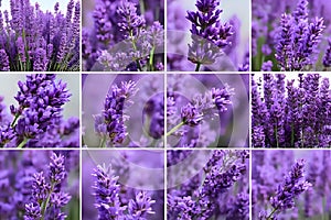 Lavender spa collage, close up