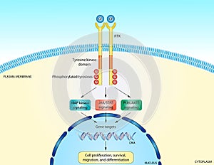 RTK signaling pathway